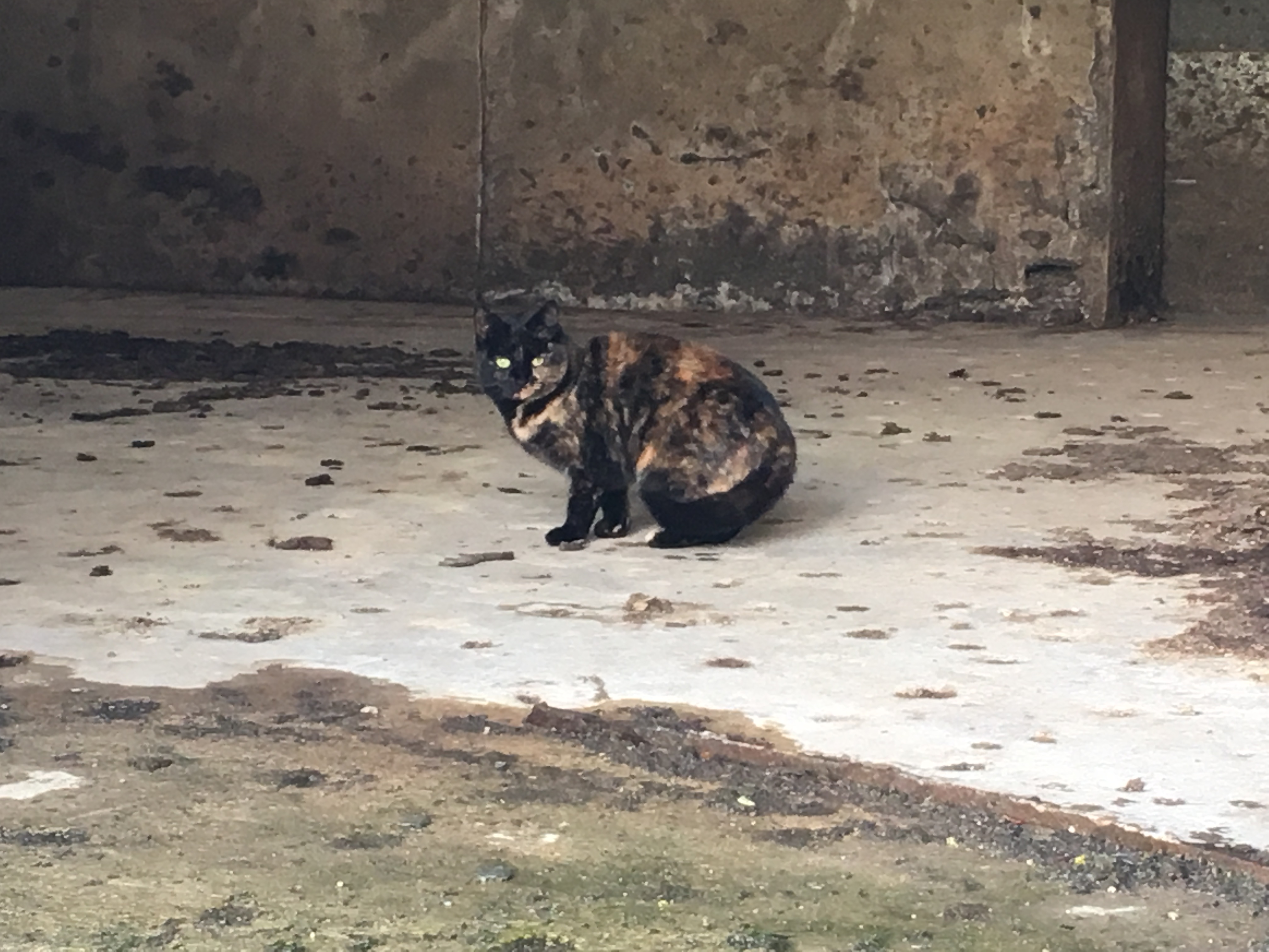 Feral Cats and Trapping (TNR)